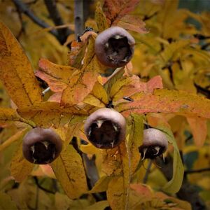 Mespilus germanica (F) 16-18 EHS